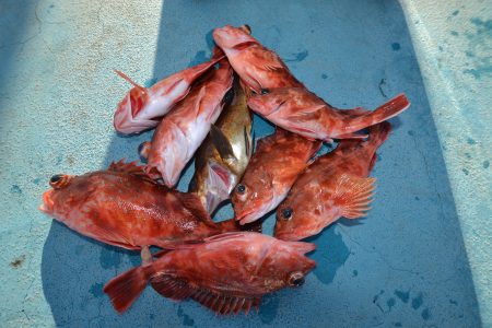 アジアマリンサービス 釣果