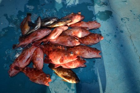 アジアマリンサービス 釣果