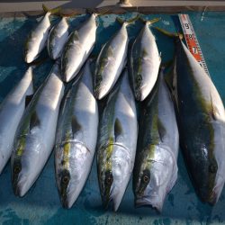 アジアマリンサービス 釣果