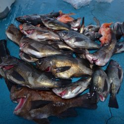 アジアマリンサービス 釣果