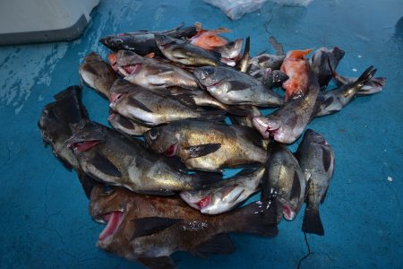 アジアマリンサービス 釣果