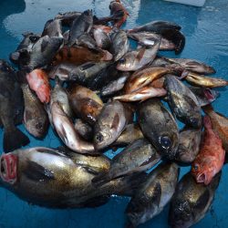 アジアマリンサービス 釣果