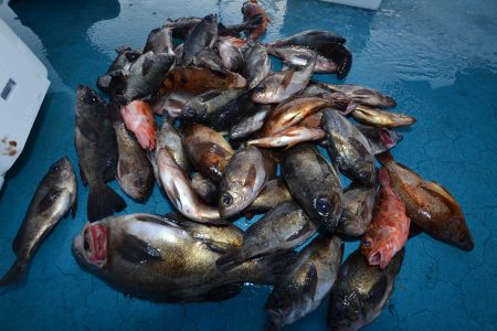 アジアマリンサービス 釣果