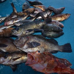 アジアマリンサービス 釣果