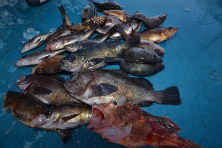 アジアマリンサービス 釣果