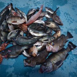 アジアマリンサービス 釣果