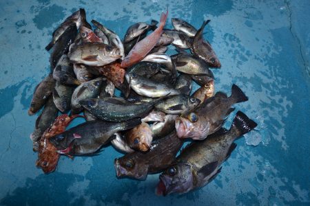 アジアマリンサービス 釣果