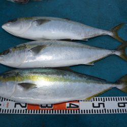 アジアマリンサービス 釣果