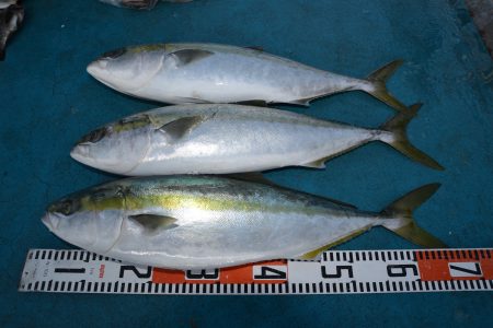 アジアマリンサービス 釣果