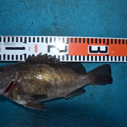 アジアマリンサービス 釣果