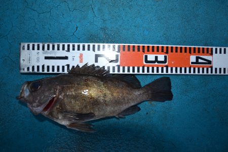 アジアマリンサービス 釣果