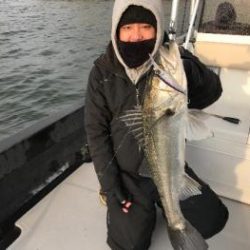 シーマジカル 釣果