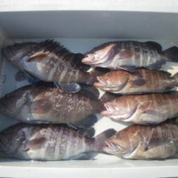 磯部釣船 直栄丸 釣果