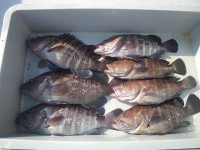 磯部釣船 直栄丸 釣果