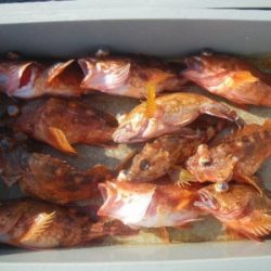 磯部釣船 直栄丸 釣果