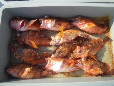 磯部釣船 直栄丸 釣果