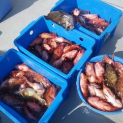 磯部釣船 直栄丸 釣果