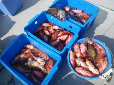 磯部釣船 直栄丸 釣果