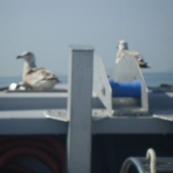 磯部釣船 直栄丸 釣果