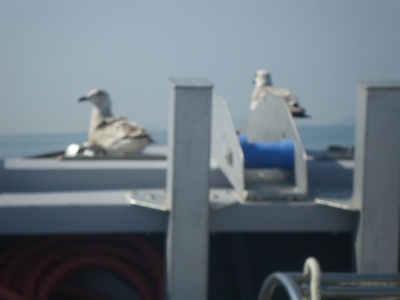 磯部釣船 直栄丸 釣果
