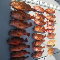 磯部釣船 直栄丸 釣果