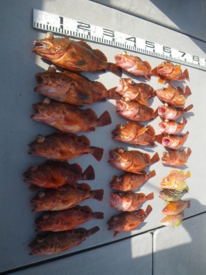 磯部釣船 直栄丸 釣果