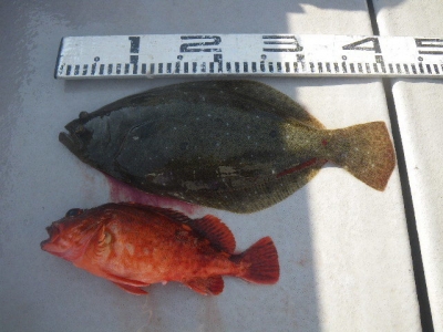 磯部釣船 直栄丸 釣果