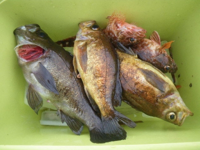 磯部釣船 直栄丸 釣果