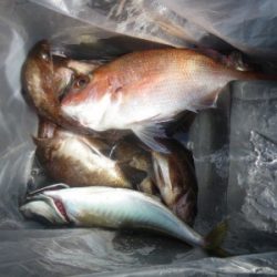 磯部釣船 直栄丸 釣果