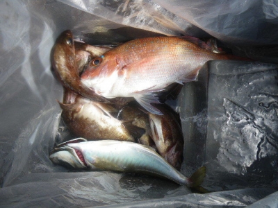 磯部釣船 直栄丸 釣果