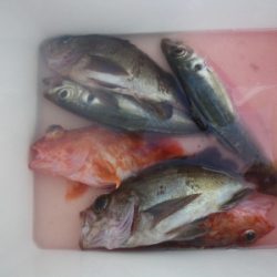 磯部釣船 直栄丸 釣果