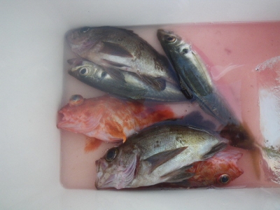 磯部釣船 直栄丸 釣果