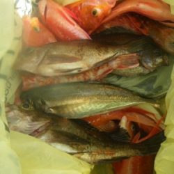 磯部釣船 直栄丸 釣果