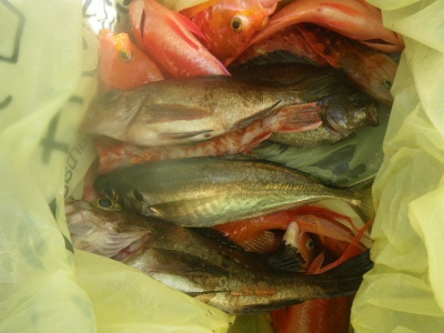 磯部釣船 直栄丸 釣果