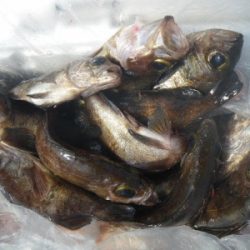 磯部釣船 直栄丸 釣果