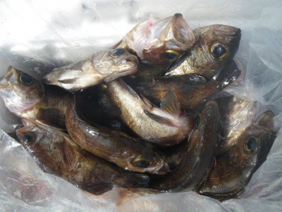 磯部釣船 直栄丸 釣果