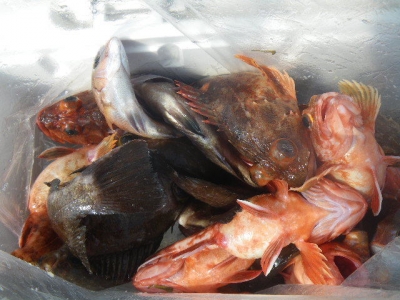 磯部釣船 直栄丸 釣果