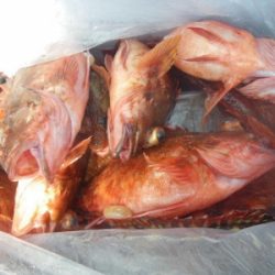 磯部釣船 直栄丸 釣果