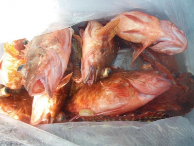 磯部釣船 直栄丸 釣果