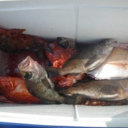 磯部釣船 直栄丸 釣果