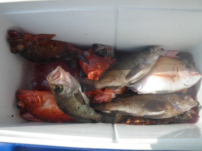 磯部釣船 直栄丸 釣果