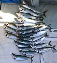 さぶろう丸 釣果