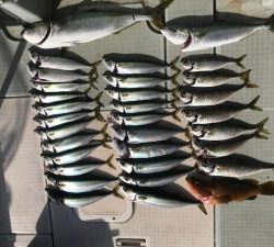 さぶろう丸 釣果