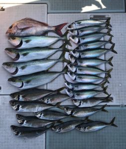 さぶろう丸 釣果