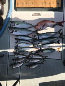 さぶろう丸 釣果