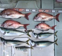 さぶろう丸 釣果