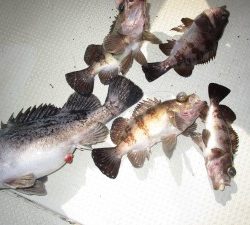兼六丸 釣果