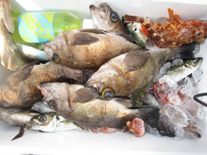 兼六丸 釣果
