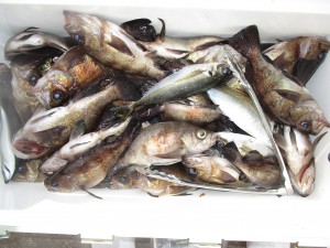 兼六丸 釣果