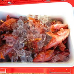 フィッシングガイド とちぎ 釣果